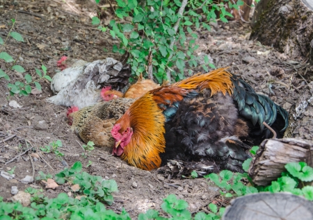 Hens lay on the ground under the trees on the farmの写真素材
