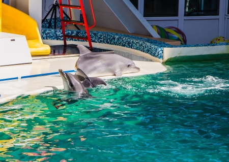 circus performance with dolphinsの写真素材