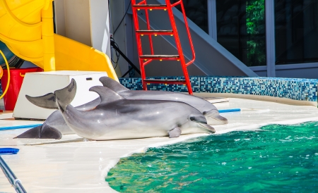 circus performance with dolphinsの写真素材