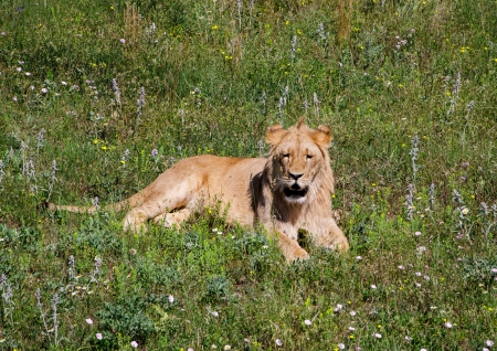 lion lying in the grass on the prairieの写真素材