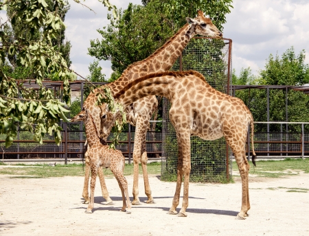 parents with a baby giraffeの写真素材