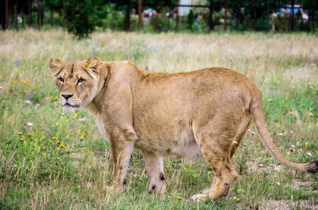 lion walking on the prairieの写真素材