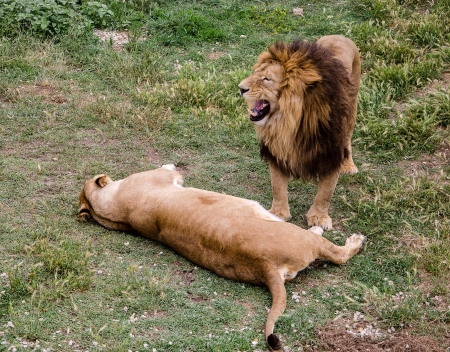 couple of lions on grass at the prairieの写真素材