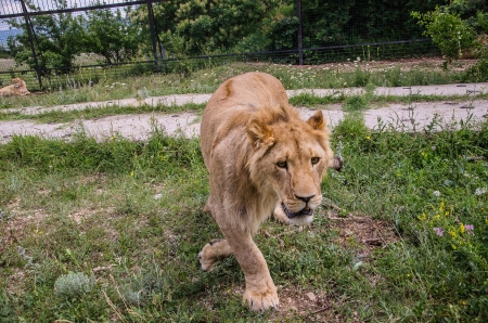 lion walking in safari parkの写真素材
