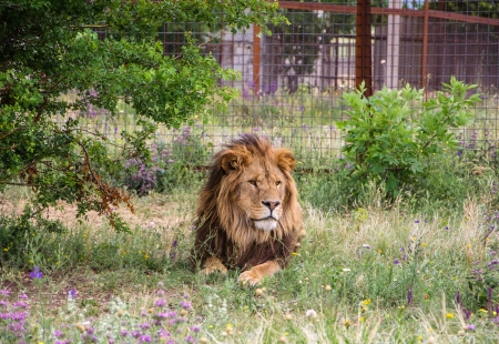 lion lying on the grass in safari parkの写真素材