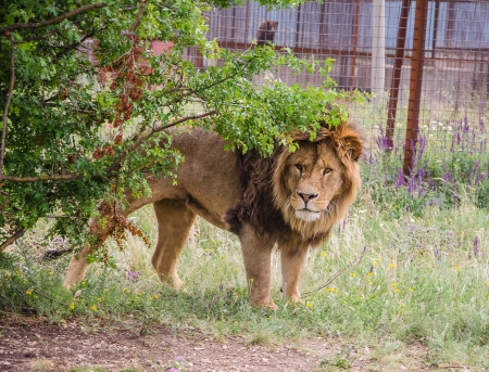 lion walking in safari parkの写真素材
