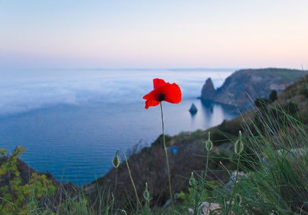 flower of poppy against sea in eveningの写真素材