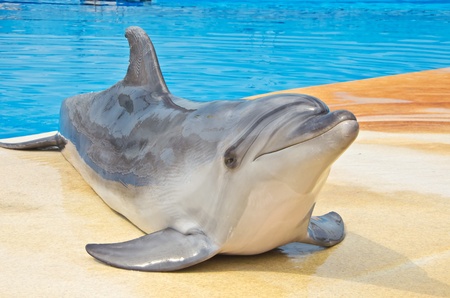 Dolphin Smiling Close Up on the bridge