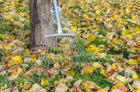 rake and fallen leaves in gardenの写真素材