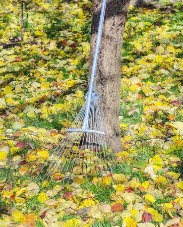 rake and fallen leaves in gardenの写真素材