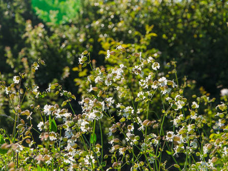 Beautiful wildflowers in summer sunny dayの写真素材