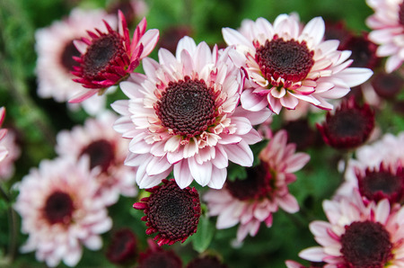 blossom pink chrysanthemum in flower show