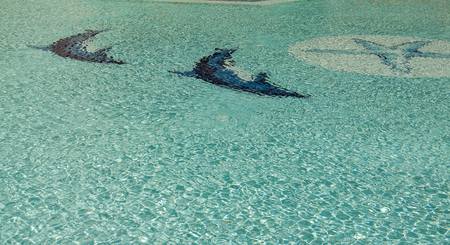 Swimming pool with painted dolphin at the bottomの写真素材