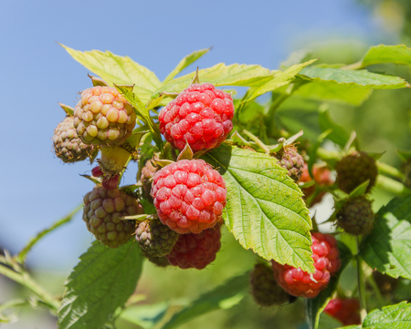 branch ripening raspberries in the garden
