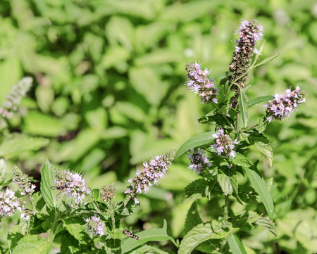 sprout of green mint in gardenの写真素材