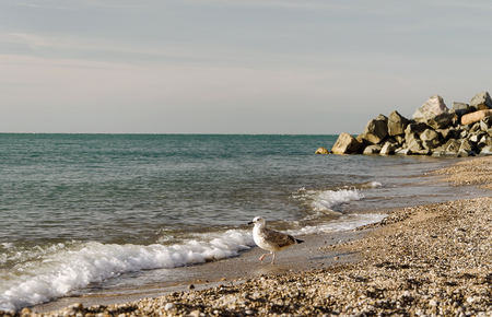gull on shore of sea in sunsetの写真素材