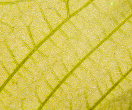 structure of the dry leaf to the light