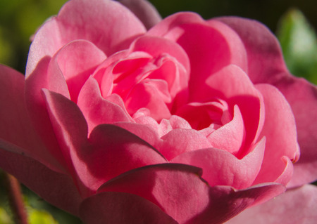 Macro of pink rose. Closeup rose petals.の写真素材