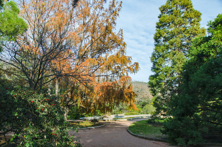pool and lawn in botanical gardenの写真素材