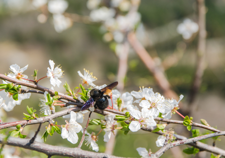 cherry blossom with bee in garden in springの写真素材