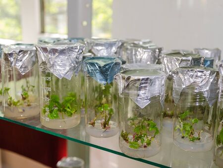 sprout of grapes in vitro in the laboratoryの写真素材