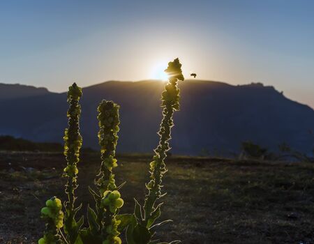 bee and wild plants growing on the slope of the mountains at sunny dawnの写真素材