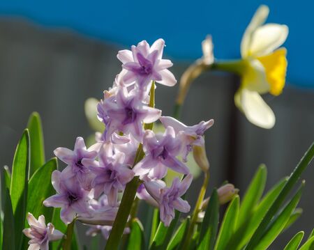 hyacinth flovers at sunny day in gardenの写真素材