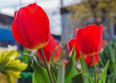 flowers of red tulip in garden closeupの写真素材