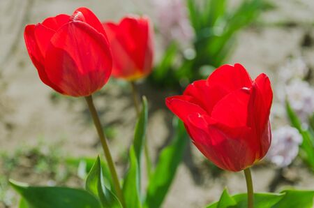 flowers of red tulip in garden closeupの写真素材