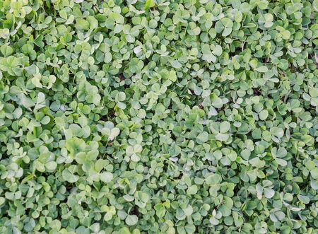 Green grass clover seamless background