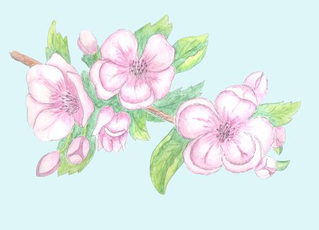 watercolor sketch of spring flowers apple blossomの写真素材