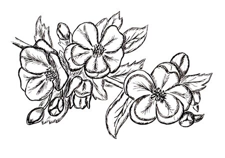 Black and white sketch of spring flowers apple blossom の写真素材