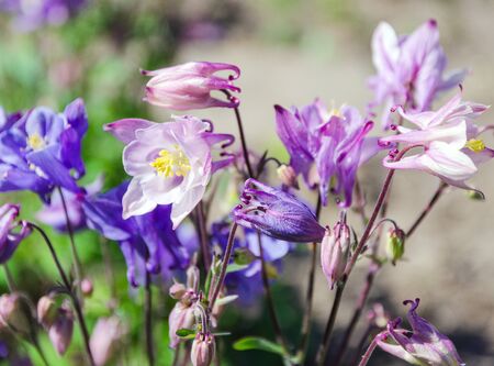 blooming aquilegia flowers in gardenの写真素材