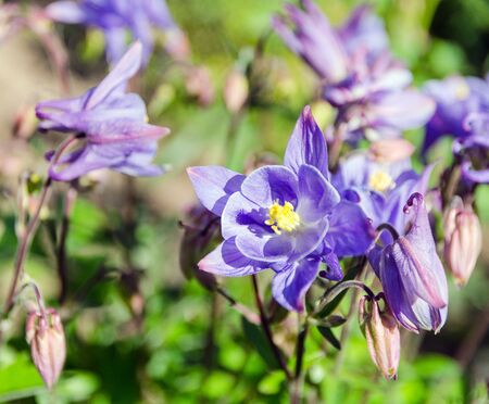 blooming aquilegia flowers in gardenの写真素材