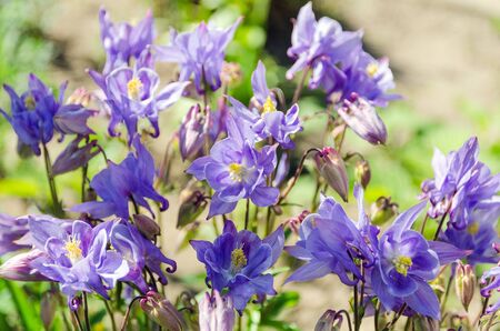 blooming aquilegia flowers in gardenの写真素材