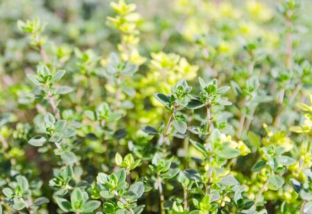 Thyme grass plantation in garden on sunny dayの写真素材