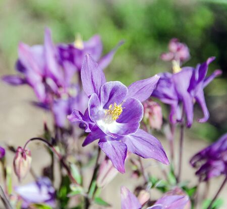 blooming aquilegia flowers in gardenの写真素材