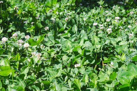 Bright green clover leaves and flowers illuminated by the sunの写真素材