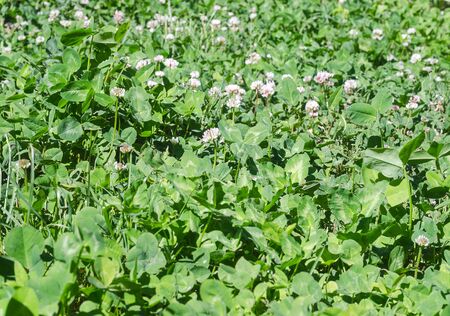 Bright green clover leaves and flowers illuminated by the sunの写真素材