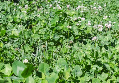 Bright green clover leaves and flowers illuminated by the sunの写真素材