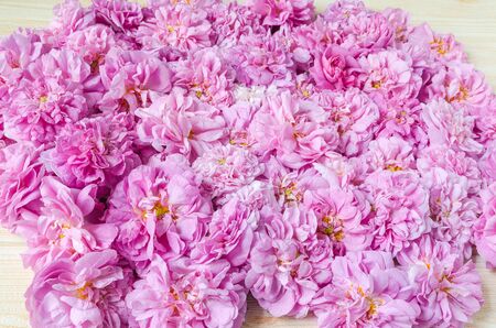 pink tea roses on table as backgroundの写真素材