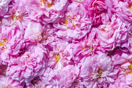 pink tea roses on table as backgroundの写真素材