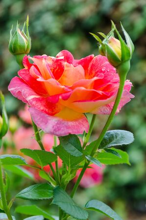 blossoming red rose in gardenの写真素材