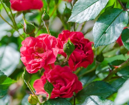blossoming red roses in gardenの写真素材