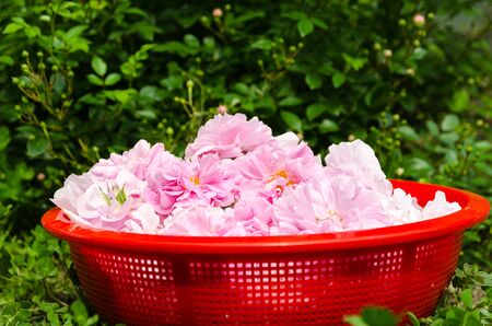 pink tea roses in basket in gardenの写真素材