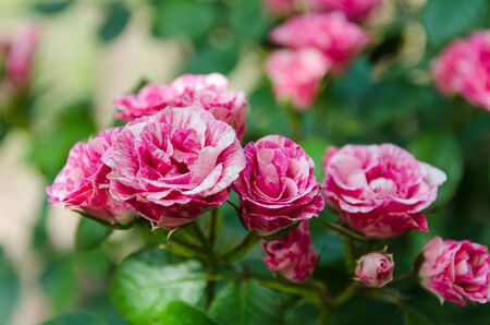 blossoming pink roses in gardenの写真素材