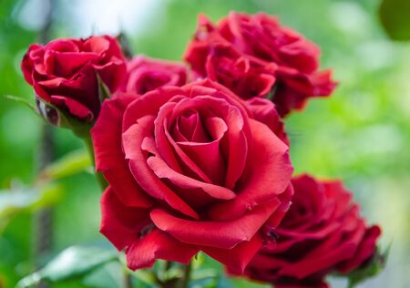 blossoming red rose in gardenの写真素材