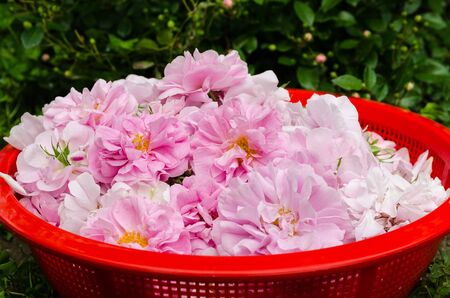 pink tea roses in basket in garden