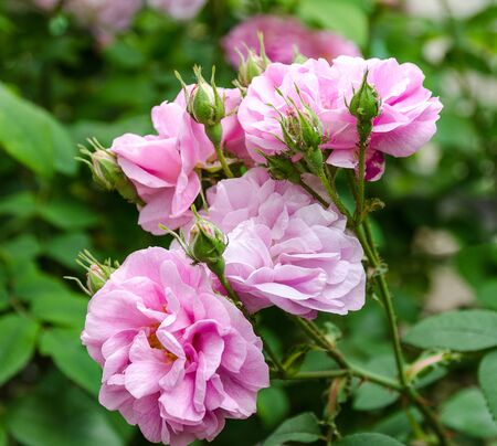 blossoming pink tea rose in gardenの写真素材