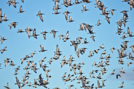 Three Barnacle geese (Branta leucopsis) flying  in a blue sky migrating on a autumn day.